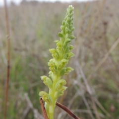 Microtis unifolia at Boorowa, NSW - suppressed