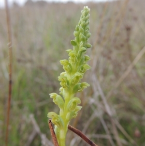 Microtis unifolia at Boorowa, NSW - suppressed