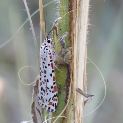Utetheisa pulchelloides (Heliotrope Moth) at Stromlo, ACT - 26 Feb 2023 by KorinneM