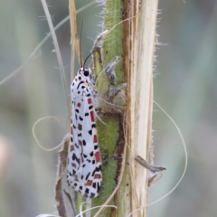 Utetheisa pulchelloides (Heliotrope Moth) at Stromlo, ACT - 26 Feb 2023 by KorinneM