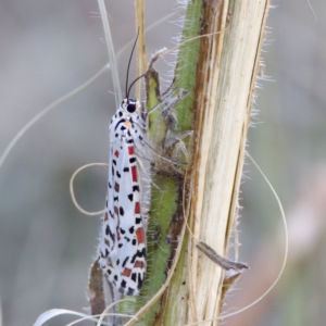 Utetheisa pulchelloides at Stromlo, ACT - 26 Feb 2023