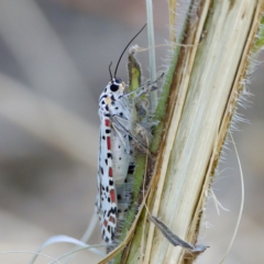 Utetheisa pulchelloides at Stromlo, ACT - 26 Feb 2023