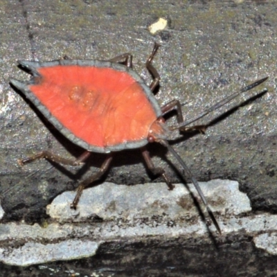Unidentified Shield, Stink or Jewel Bug (Pentatomoidea) at Jamberoo, NSW - 1 Mar 2023 by plants