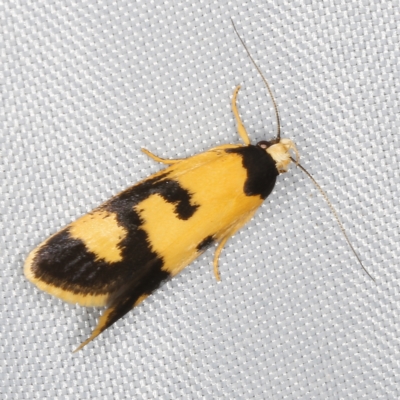 Eulechria ophiodes (A Concealer moth) at O'Connor, ACT - 28 Feb 2023 by ibaird