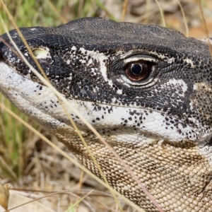 Varanus rosenbergi at Booth, ACT - suppressed