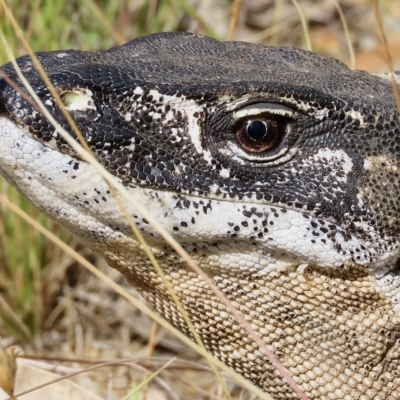 Varanus rosenbergi (Heath or Rosenberg's Monitor) at Booth, ACT - 28 Feb 2023 by aussiestuff