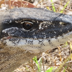 Varanus rosenbergi at Booth, ACT - suppressed