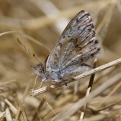 Lucia limbaria (Chequered Copper) at Stromlo, ACT - 26 Feb 2023 by KorinneM