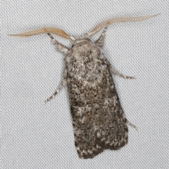 Cryptophasa irrorata (Moth (timber)) at O'Connor, ACT - 28 Feb 2023 by ibaird