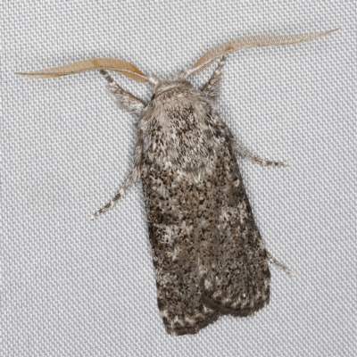 Cryptophasa irrorata (A Gelechioid moth (Xyloryctidae)) at O'Connor, ACT - 28 Feb 2023 by ibaird