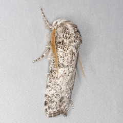 Cryptophasa irrorata at O'Connor, ACT - 28 Feb 2023