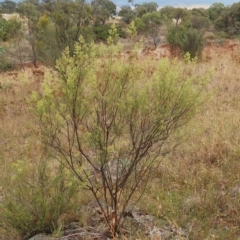 Cassinia quinquefaria (Rosemary Cassinia) at Molonglo Valley, ACT - 27 Feb 2023 by sangio7
