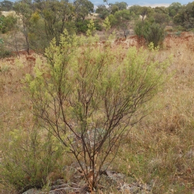 Cassinia quinquefaria (Rosemary Cassinia) at Molonglo Valley, ACT - 28 Feb 2023 by sangio7