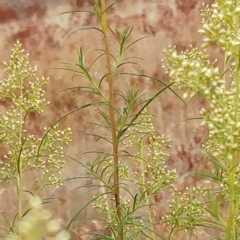 Cassinia quinquefaria at Molonglo Valley, ACT - 28 Feb 2023 09:14 AM