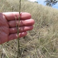 Sporobolus creber (Slender Rat's Tail Grass) at Hawker, ACT - 28 Feb 2023 by sangio7