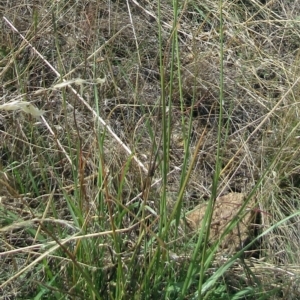 Sporobolus creber at Hawker, ACT - 28 Feb 2023