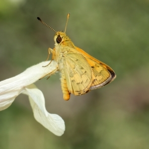 Ocybadistes walkeri at Downer, ACT - 1 Mar 2023