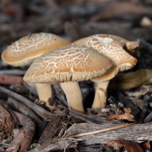 Agrocybe praecox group at Downer, ACT - 1 Mar 2023