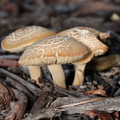 Agrocybe praecox group at Downer, ACT - 1 Mar 2023 by RobertD