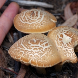 Agrocybe praecox group at Downer, ACT - 1 Mar 2023