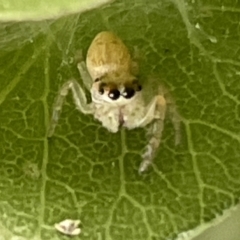 Opisthoncus sp. (genus) (Unidentified Opisthoncus jumping spider) at City Renewal Authority Area - 1 Mar 2023 by Hejor1