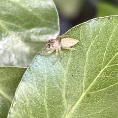 Opisthoncus sp. (genus) at Braddon, ACT - 1 Mar 2023