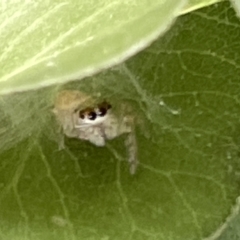 Opisthoncus sp. (genus) at Braddon, ACT - 1 Mar 2023