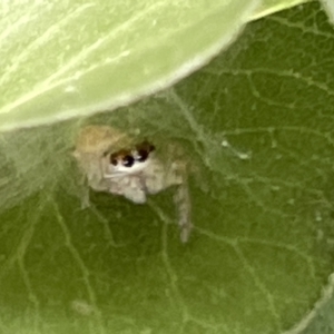 Opisthoncus sp. (genus) at Braddon, ACT - 1 Mar 2023 02:58 PM