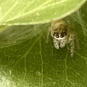 Opisthoncus sp. (genus) at Braddon, ACT - 1 Mar 2023