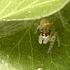 Opisthoncus sp. (genus) at Braddon, ACT - 1 Mar 2023