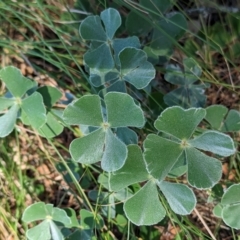 Marsilea drummondii (Common Nardoo) at Savernake, NSW - 1 Mar 2023 by Darcy