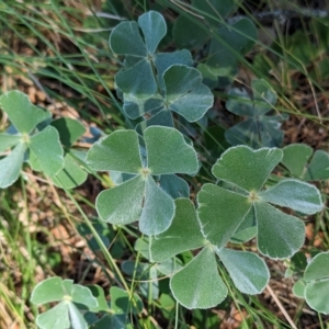 Marsilea drummondii at Savernake, NSW - 1 Mar 2023