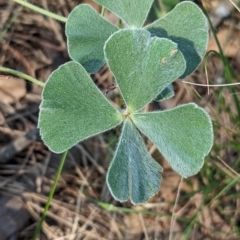 Marsilea drummondii at Savernake, NSW - 1 Mar 2023 10:54 AM