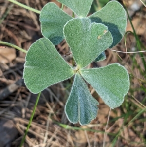 Marsilea drummondii at Savernake, NSW - 1 Mar 2023