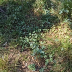 Marsilea drummondii at Savernake, NSW - 1 Mar 2023 10:54 AM