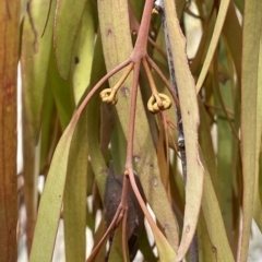 Amyema pendula subsp. pendula (Drooping Mistletoe) at Lake George, NSW - 1 Mar 2023 by JaneR