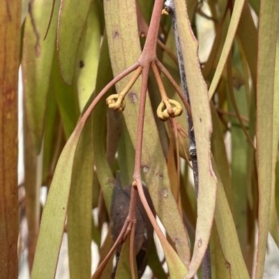 Amyema pendula subsp. pendula (Drooping Mistletoe) at QPRC LGA - 1 Mar 2023 by JaneR