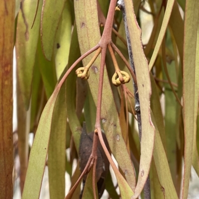 Amyema pendula subsp. pendula (Drooping Mistletoe) at Sweeney's TSR - 1 Mar 2023 by JaneR