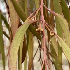 Amyema pendula subsp. pendula at Lake George, NSW - 1 Mar 2023