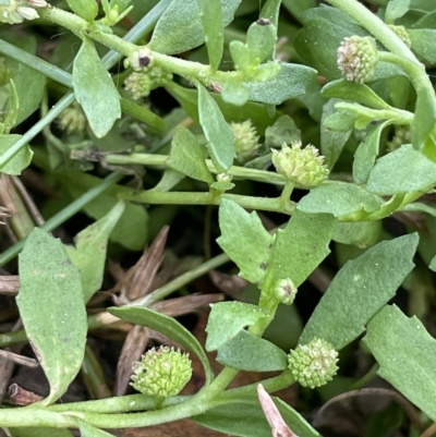Centipeda elatinoides (Prostrate Sneezeweed) at Lake George, NSW - 1 Mar 2023 by JaneR