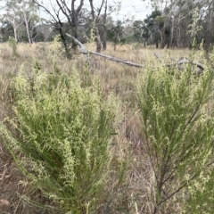 Cassinia sifton (Sifton Bush, Chinese Shrub) at Lake George, NSW - 28 Feb 2023 by JaneR