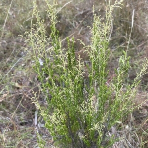 Cassinia sifton at Lake George, NSW - 1 Mar 2023 10:09 AM