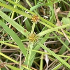 Cyperus sphaeroideus (Scented Sedge) at Lake George, NSW - 1 Mar 2023 by JaneR