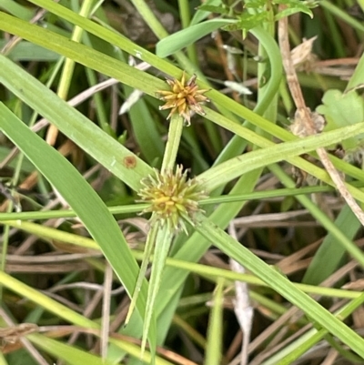 Cyperus sphaeroideus (Scented Sedge) at Lake George, NSW - 1 Mar 2023 by JaneR