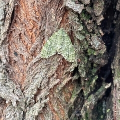 Sauris malaca (A Geometer moth) at Charleys Forest, NSW - 22 Feb 2023 by arjay