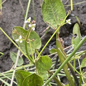 Damasonium minus at Lake George, NSW - 1 Mar 2023