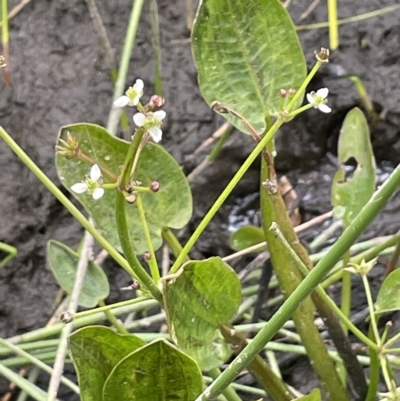 Damasonium minus (Starfruit) at QPRC LGA - 1 Mar 2023 by JaneR