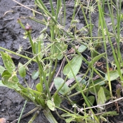 Damasonium minus at Lake George, NSW - 1 Mar 2023