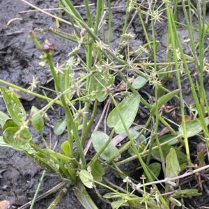 Damasonium minus at Lake George, NSW - 1 Mar 2023 12:20 PM