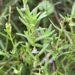 Lythrum hyssopifolia (Small Loosestrife) at Lake George, NSW - 1 Mar 2023 by JaneR